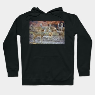 Roe deer family Hoodie